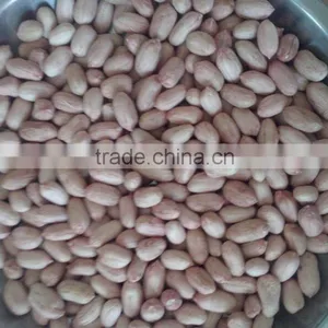 2014 New Raw LuHUA Peanuts24/28 From Sandong thumbnail-1