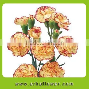 Natural Hot Sale Beautiful Carnation Wreath Fresh Preserved Flower for Gifts thumbnail-3