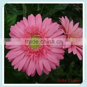 Import Large Of Fresh Chrysanthemum Flowers For Wholesale thumbnail-1