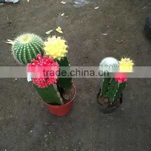 Mini Colorful Indoor Potted Plant thumbnail-3