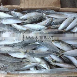 High Quality Frozen Round Scad(Decapterus Maruadsi). thumbnail-5
