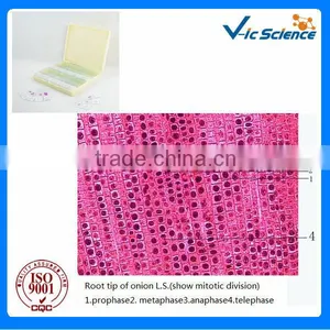 Lab Instrument Plant Onion Plant Mitosis for Microscopes Set From Factory thumbnail-1