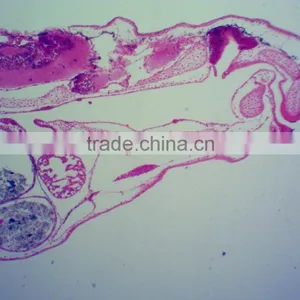 Chicken Embryo Prepared Microscope Slides thumbnail-5