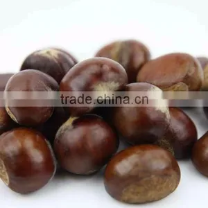 Organic Water Chestnut thumbnail-1