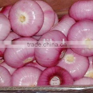 Fresh Onion thumbnail-1