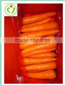 Fresh Carrots Manufacturer thumbnail-3
