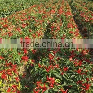 Hybrid F1 Pepper Seeds Hot Pepper Seeds for Growing-High Yield King thumbnail-3