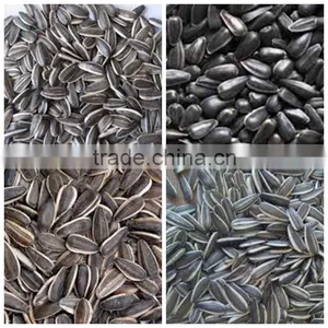 Organic Sunflower Seeds in Shell Chinese Sunflower Seeds Hybrid Sunflower Seed thumbnail-1