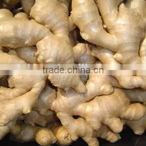 All Year Round Supply Fresh Ginger thumbnail-4