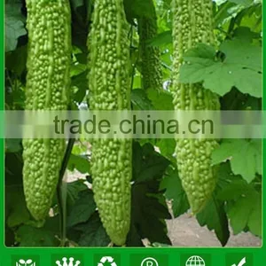 MBG031 Zhun Dark Green Bitter Melon Seeds, Hybrid Bitter Gourd Seeds thumbnail-1