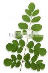 BUY Natural & Pure Moringa Oil / Moringa Seed Oil thumbnail-5