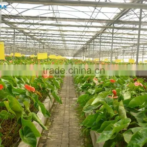 Chengdu BaoLiDa Low Price Polycarbonate Greenhouse pc Sheet Greenhouse thumbnail-3
