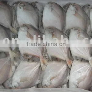 Frozen Silver Pomfret thumbnail-1