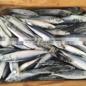 Frozen W/R Pacific/Atlantic Mackerel thumbnail-4
