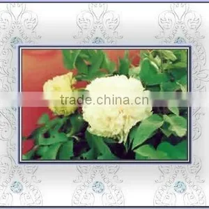 Tree Peony Plant Root thumbnail-1