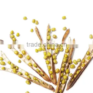 Organic Green Mung Bean thumbnail-1