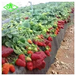 Garden Weed Control Plastic Greenhouse Mulching Film thumbnail-2