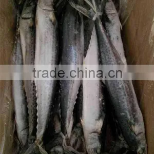 Frozen Spanish Mackerel Fish King Fish thumbnail-2