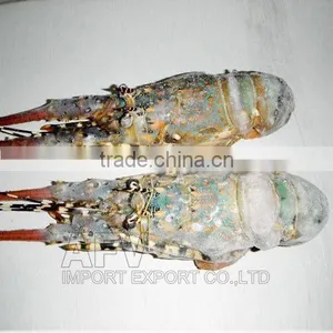 Live Flower Lobster (Panulirus Ornatus) and Mud Crab (Scylla Serrata), Live Tiger Prawn and Other Live Seafoods thumbnail-2