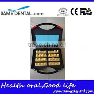 Dental 2 Times Crown Model DEA-44 Teeth Models thumbnail-1