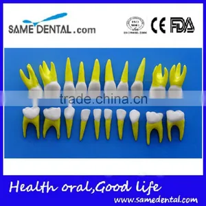 Dental Same Proportionally Simulation Model DEA-43 thumbnail-3