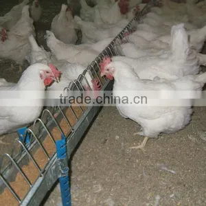 Chain Feeding System for Poultry House thumbnail-1