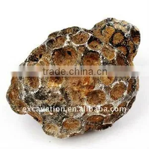 Fossil Specimens, Favositidae thumbnail-1