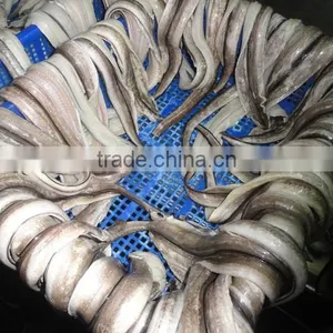 Conger Eel thumbnail-1