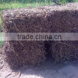 Liqorice Roots thumbnail-3