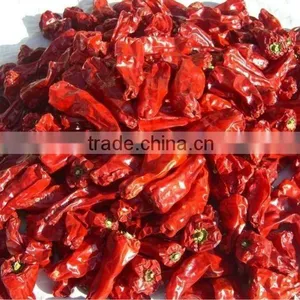 2012 Chilli 5--7cm thumbnail-1