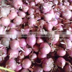 Lowest Price Red Onions Price thumbnail-1