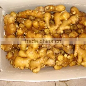 Ginger thumbnail-1