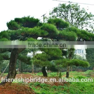 Pinus Thunbergii Parl. Black Pine Seedlings thumbnail-1