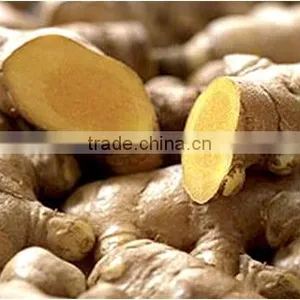 Factory Supply Gan Jiang Extract Powder thumbnail-1