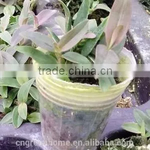 Dendrobium Offcinale Flask thumbnail-4