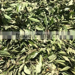 Green Dried Bay Leaf thumbnail-1