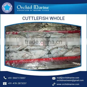Cleaned and Frozen Whole Cuttle Fish at Export Price thumbnail-3