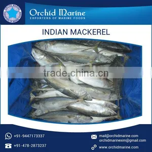 2017 Best Quality Protein Rich Indian Mackerel Fish, Frozen Sea Food thumbnail-3