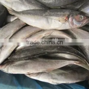 Big Eye Horse Mackerel Block Quick Frozen 25cm+ thumbnail-1