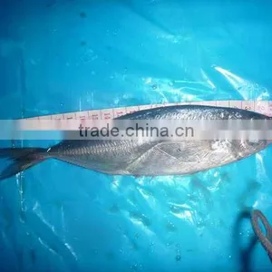 Trachurus Japnonicus Frozen Horse Mackerel Fish thumbnail-1