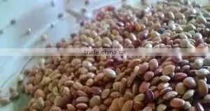 Kulthi Dry Extract thumbnail-3