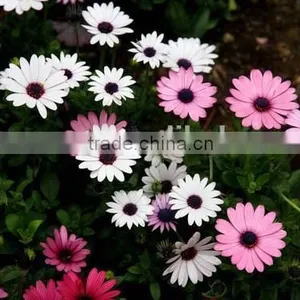 Ecklonis, Osteospermum, Flower Seeds , Herb Seed,vegetalbe Seed,fruit Seed,grass Seed thumbnail-4