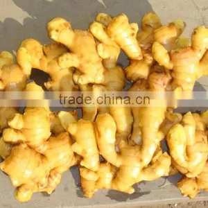 Ginger Fresh thumbnail-3