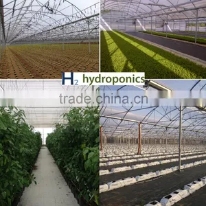 Efficient Polycarbonate Greenhouse for Hydroponic NFT Growing System for Tomato and Lettuce thumbnail-1