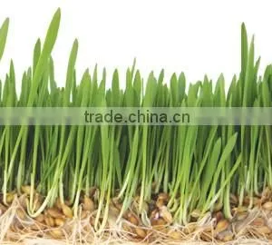 Barley Sprout/radish Sprout Machine thumbnail-3