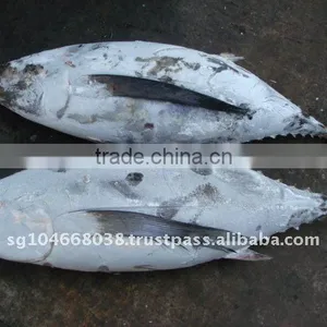 ALBACORE WHOLE ROUND thumbnail-1
