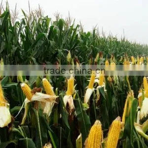 High Quality a Grade Corn Gluten Meal Corn Flour Price thumbnail-4