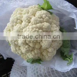 Fresh Round Cabbage thumbnail-1