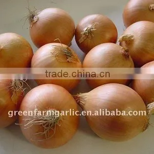 Fresh Holland Yellow Onion thumbnail-1