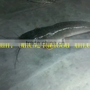 Wholesale Catfish With Good Quality thumbnail-1